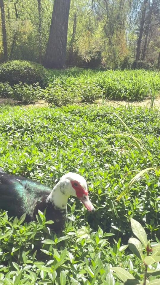 TikTok video thumbnail by natt_nature