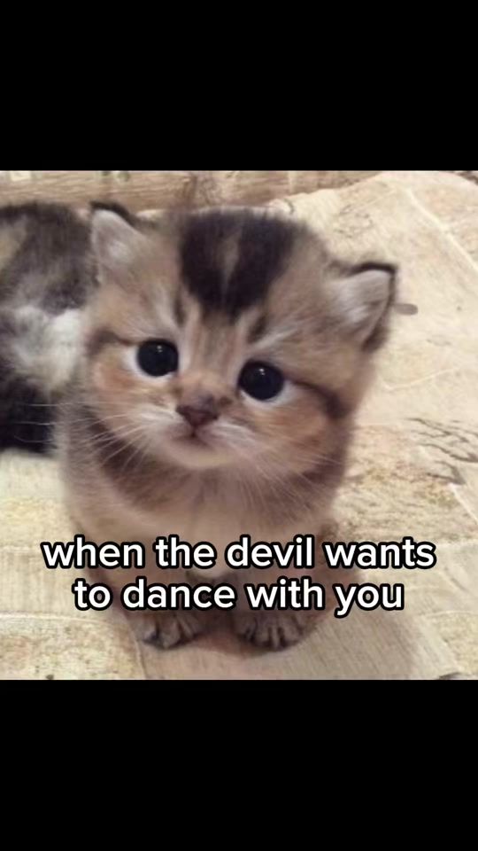 TikTok video thumbnail by catsbeiingcats