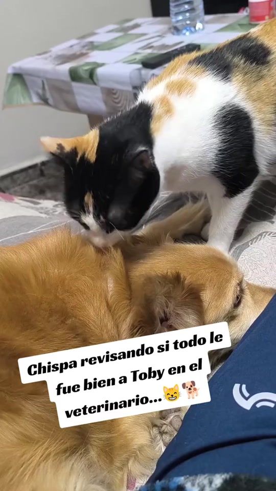 TikTok video thumbnail by manumorao
