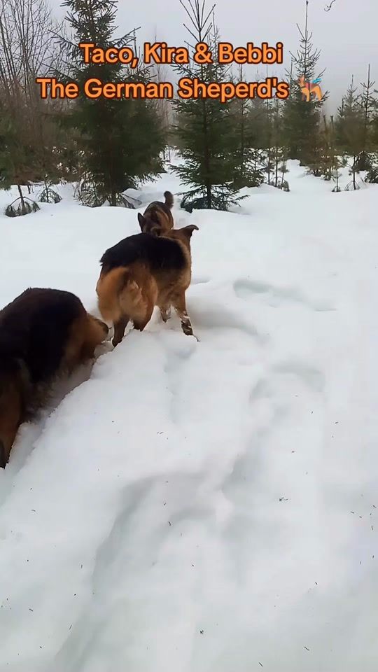 TikTok video thumbnail by 3gsdnorway