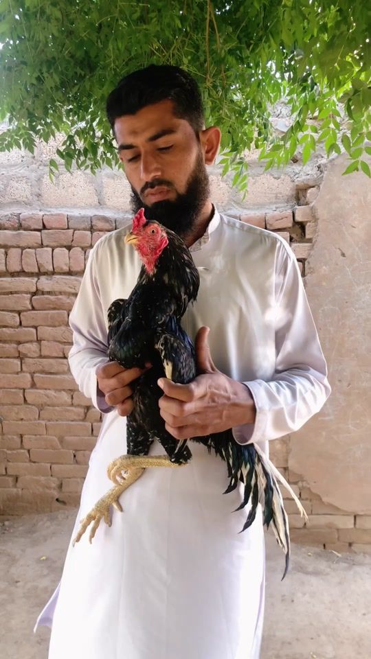 TikTok video thumbnail by poultrymarkaz1