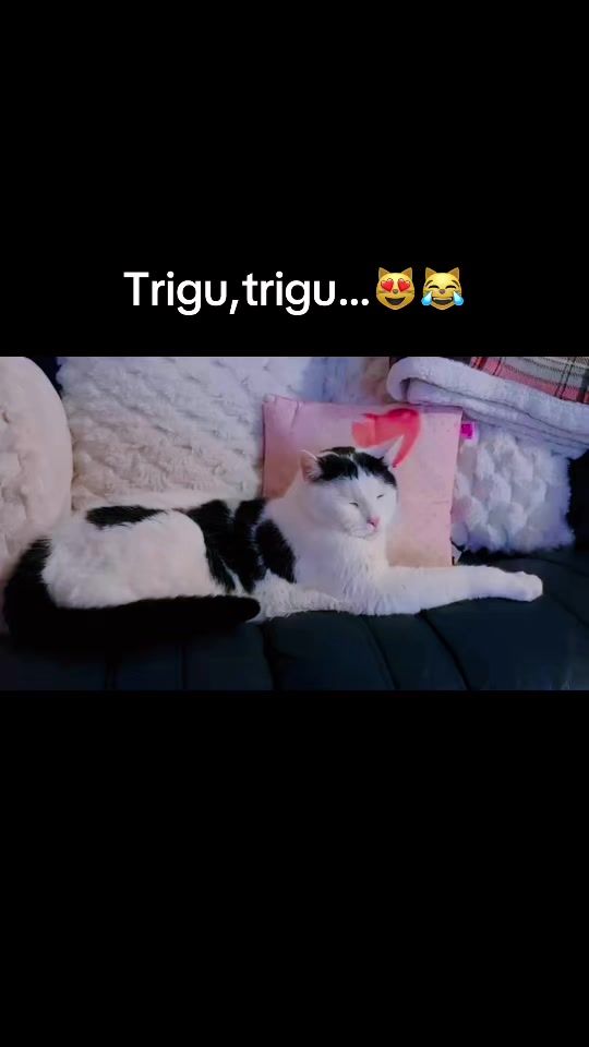 TikTok video thumbnail by ralucasipaulpetre