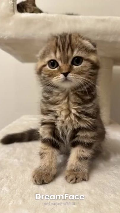 TikTok video thumbnail by queen.cats777