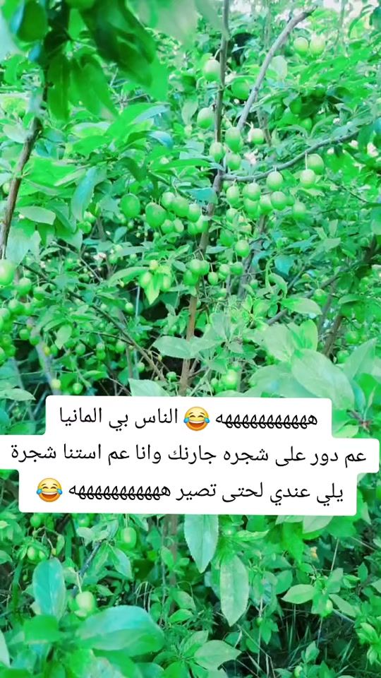 TikTok video thumbnail by blume.damaskus