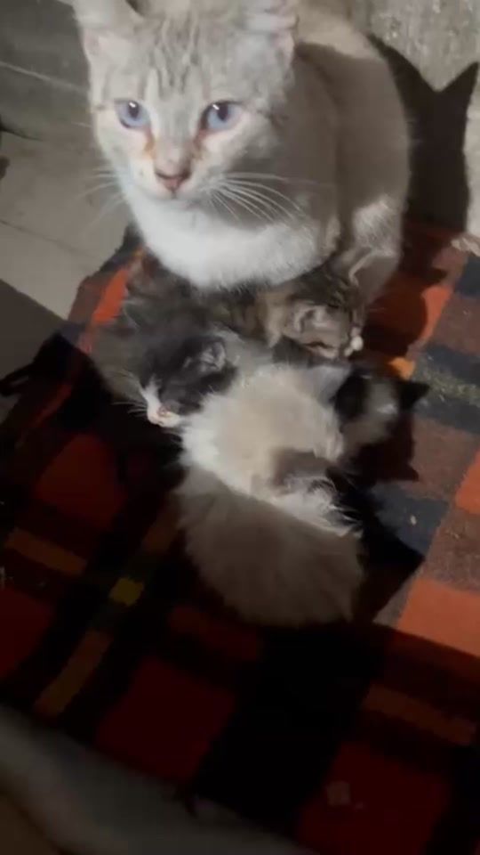 TikTok video thumbnail by lara_procaccianti
