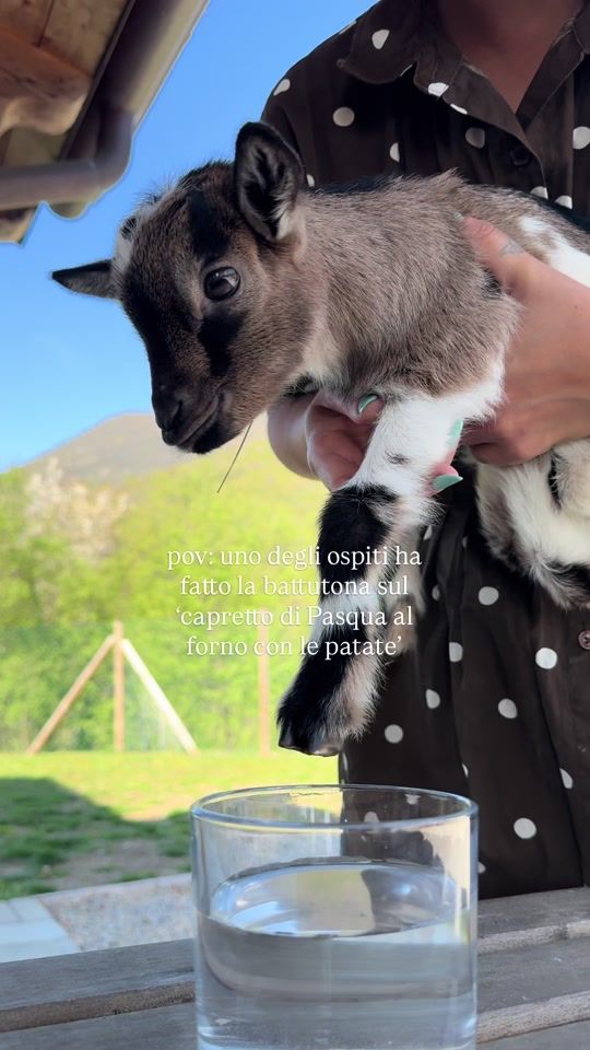 TikTok video thumbnail by adetherescuedog