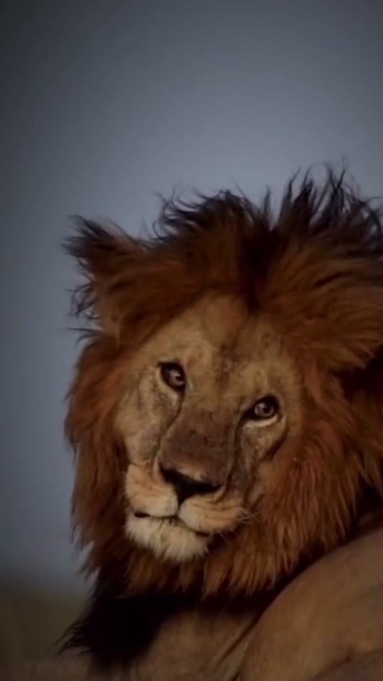 TikTok video thumbnail by notch2lion