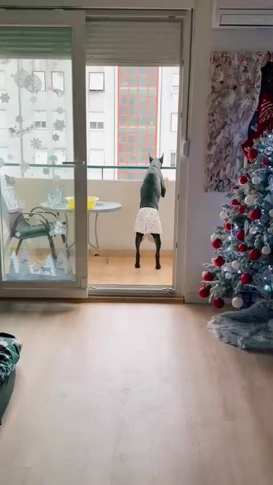 TikTok video thumbnail by pablo.the.doberman
