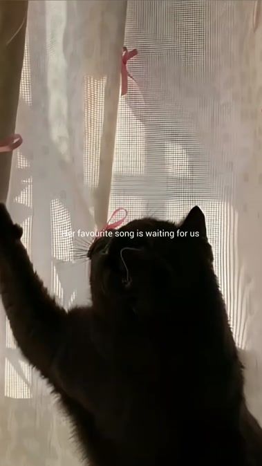TikTok video thumbnail by stc.xxx