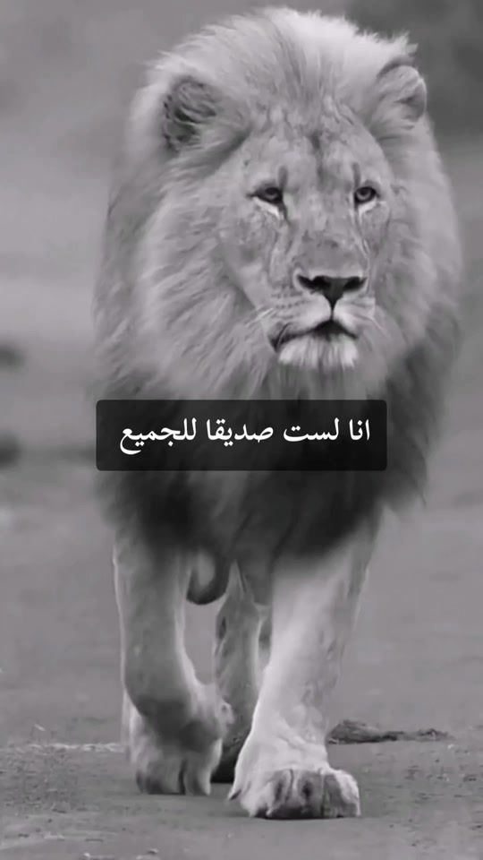 TikTok video thumbnail by malkimajdi01