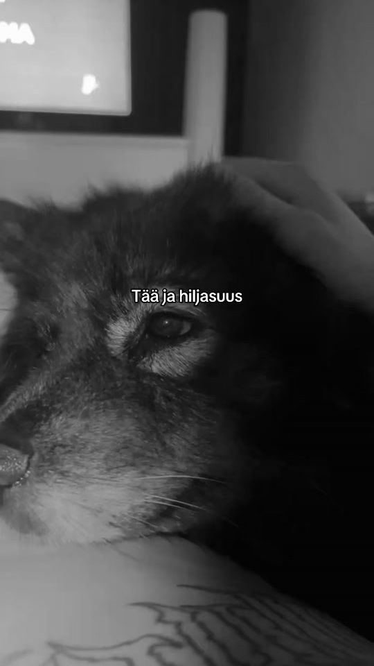 TikTok video thumbnail by laine.eccu