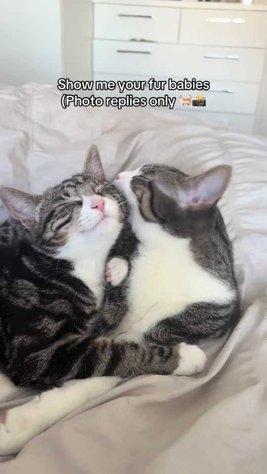 TikTok video thumbnail by misssmustafa