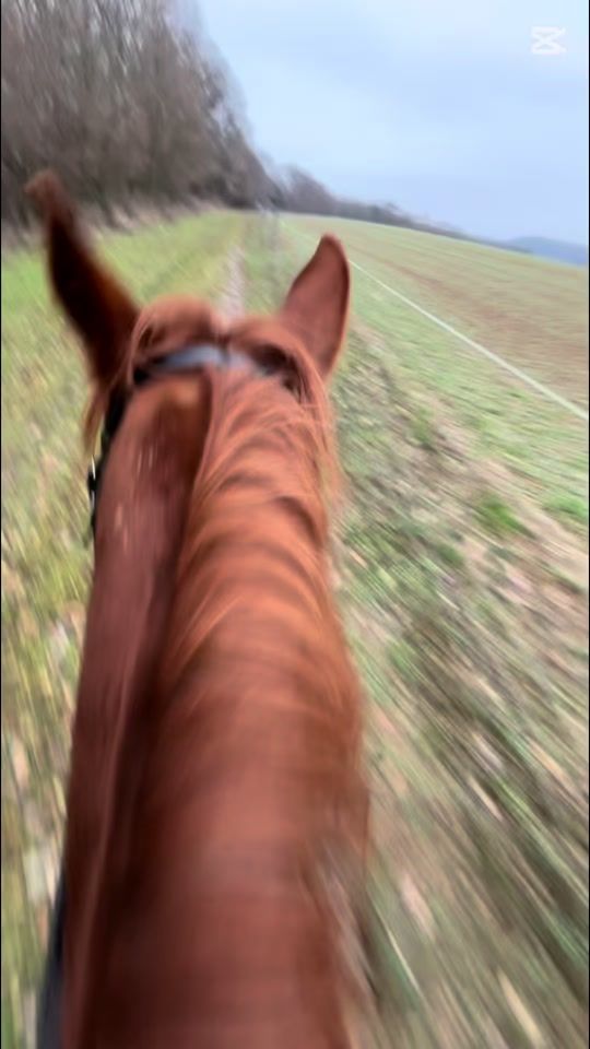 TikTok video thumbnail by equestrians.life25