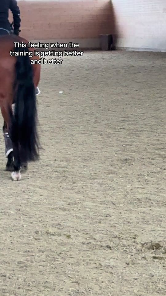 TikTok video thumbnail by flipsi.showjumping