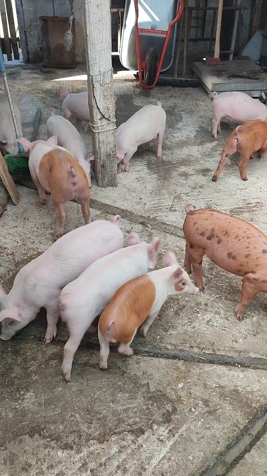 TikTok video thumbnail by stoicaalin89