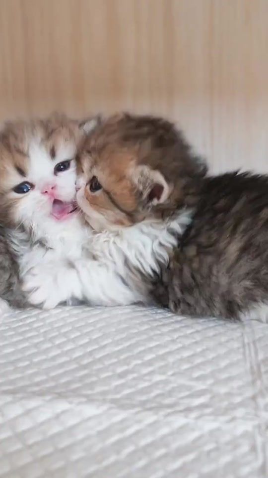TikTok video thumbnail by katt.cutee