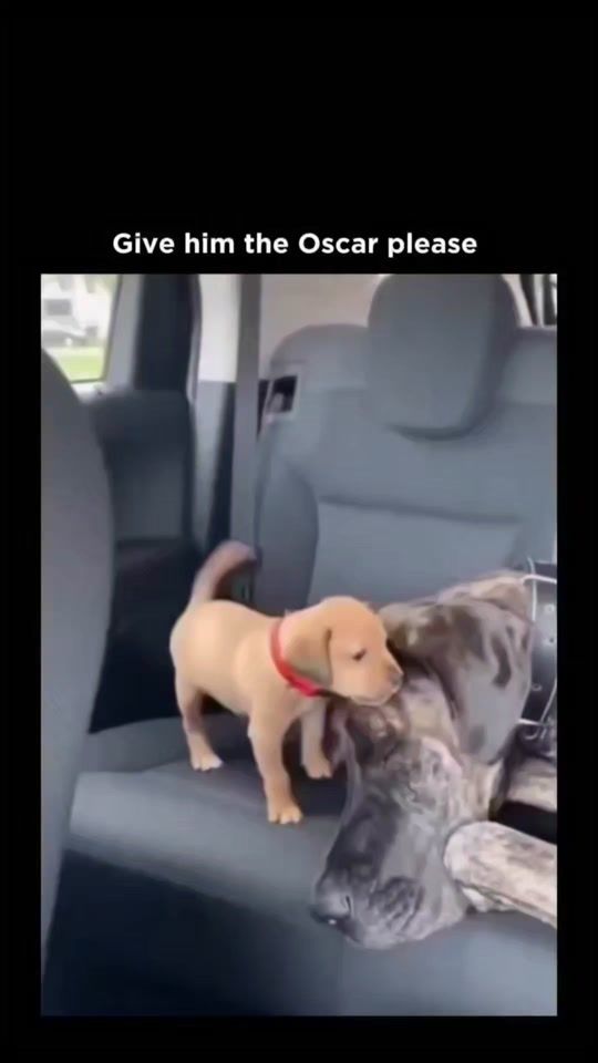 TikTok video thumbnail by peterpatrickparker