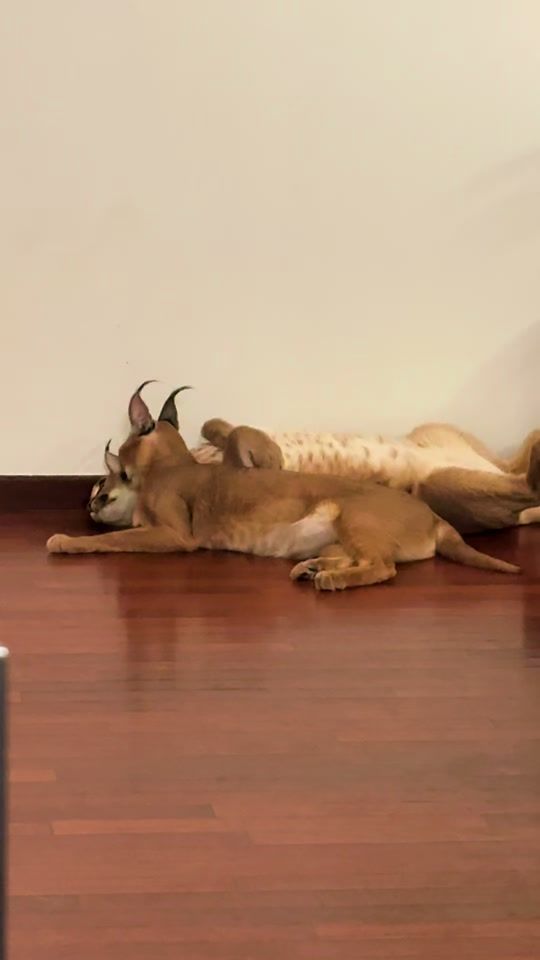 TikTok video thumbnail by mufasa_caracal