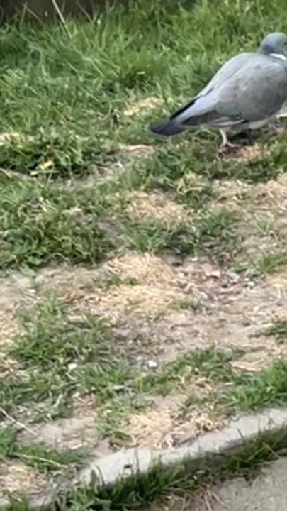 TikTok video thumbnail by maya99.40