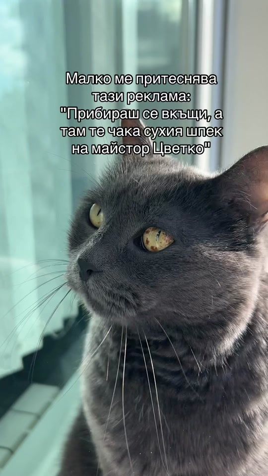 TikTok video thumbnail by todorthecat
