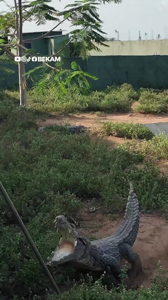 TikTok video thumbnail by bekam_films