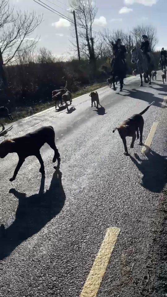 TikTok video thumbnail by northkerryharriers