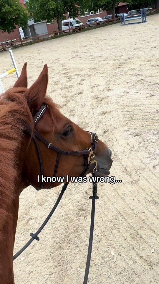 TikTok video thumbnail by sfs.equestrian_