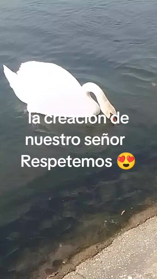 TikTok video thumbnail by ingrid.valencia08