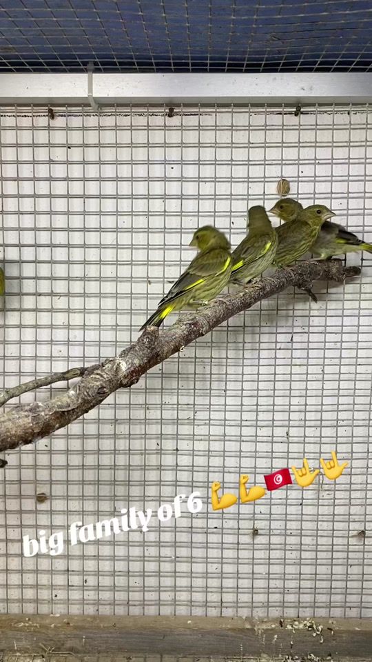 TikTok video thumbnail by greenfinchbreeding0