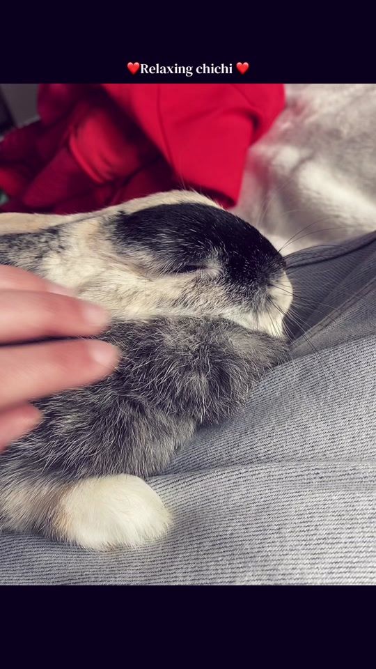 TikTok video thumbnail by chichi_la_lapine