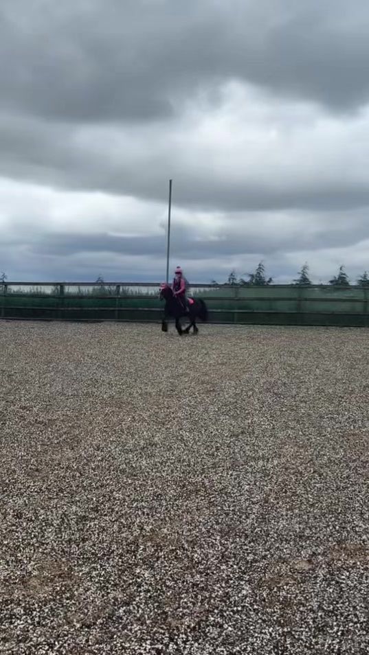 TikTok video thumbnail by equine_eryn