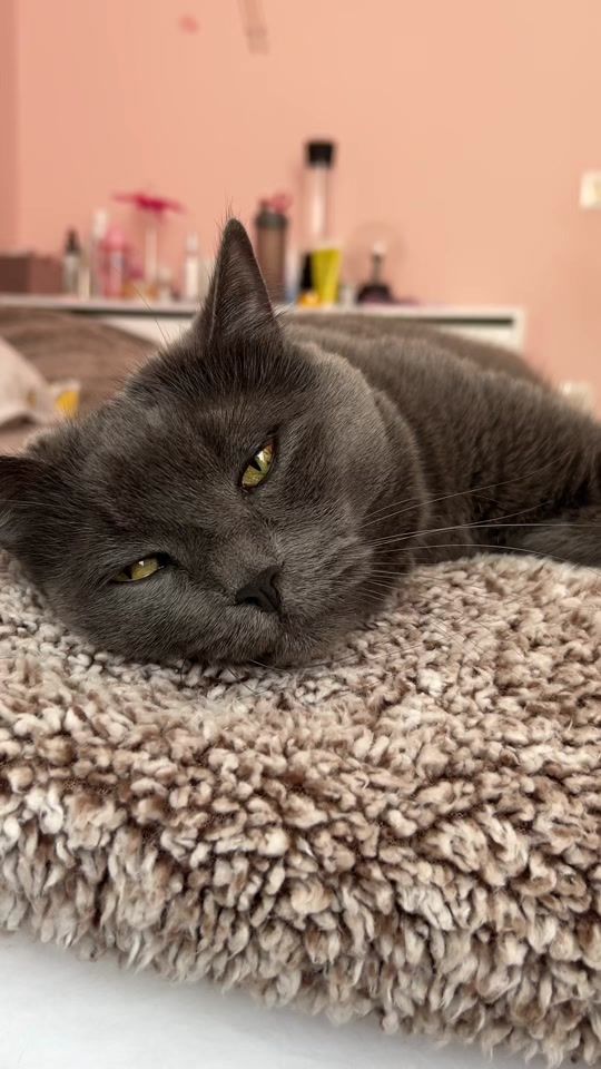TikTok video thumbnail by todorthecat