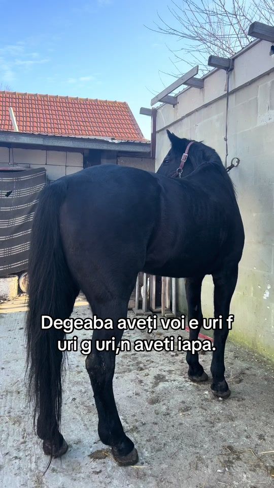 TikTok video thumbnail by ridingwclau