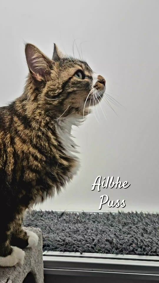 TikTok video thumbnail by galwayspca