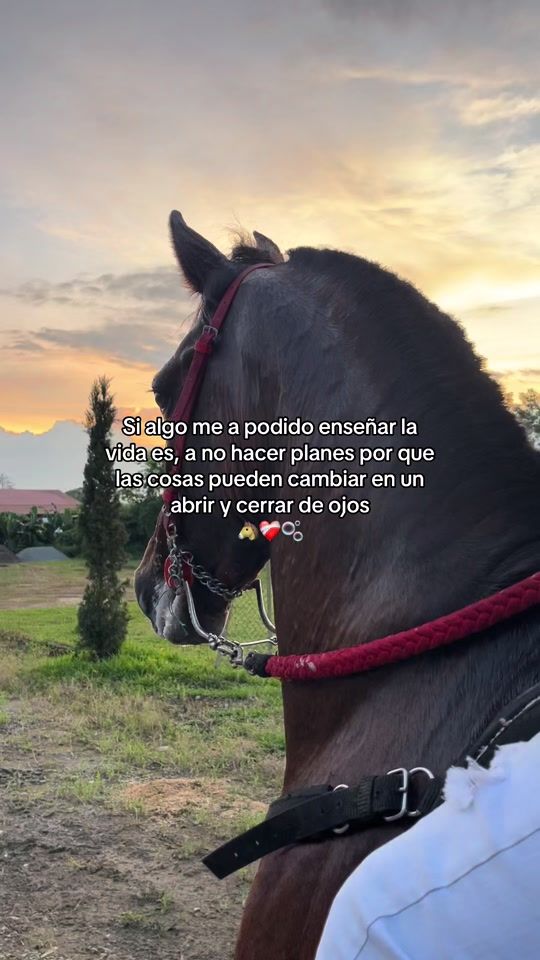 TikTok video thumbnail by reyesdelcaballoparqueado