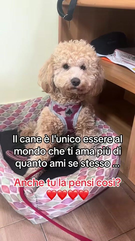TikTok video thumbnail by maltesetoylilly