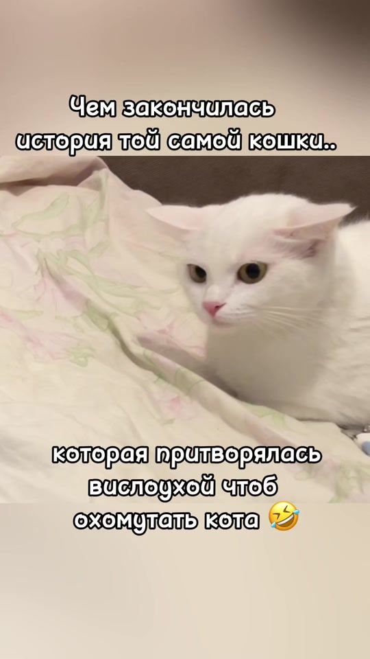 TikTok video thumbnail by margaret_kittens