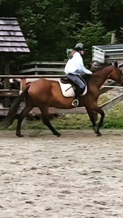 TikTok video thumbnail by horses_is_my_life13