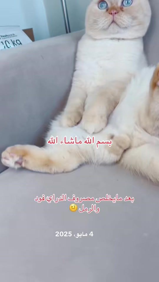 TikTok video thumbnail by ibra_cats