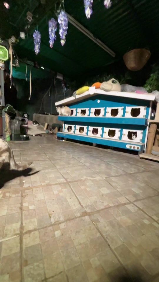 TikTok video thumbnail by lara_procaccianti