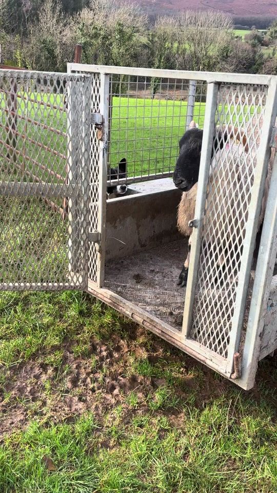 TikTok video thumbnail by glendalliganblackface