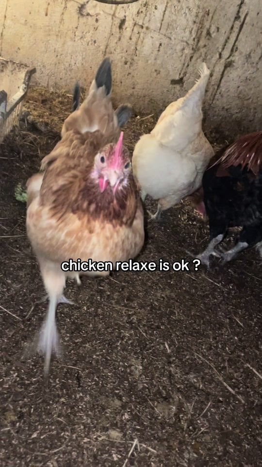 TikTok video thumbnail by okchickenok