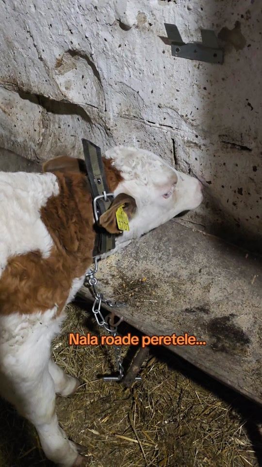 TikTok video thumbnail by ogradapruncilor