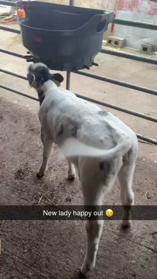 TikTok video thumbnail by jack_grogan25