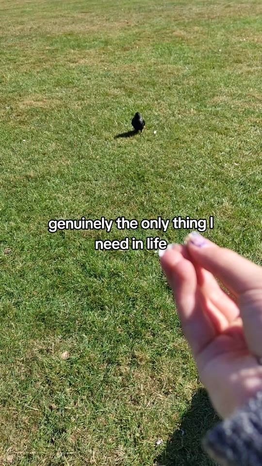 TikTok video thumbnail by dinosrawwrrrr