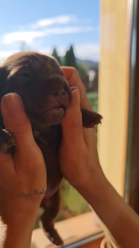 TikTok video thumbnail by patterdaleterrier