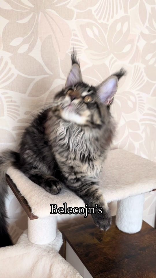 TikTok video thumbnail by iris10037
