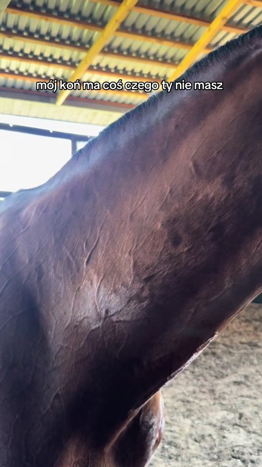 TikTok video thumbnail by op.equestriian