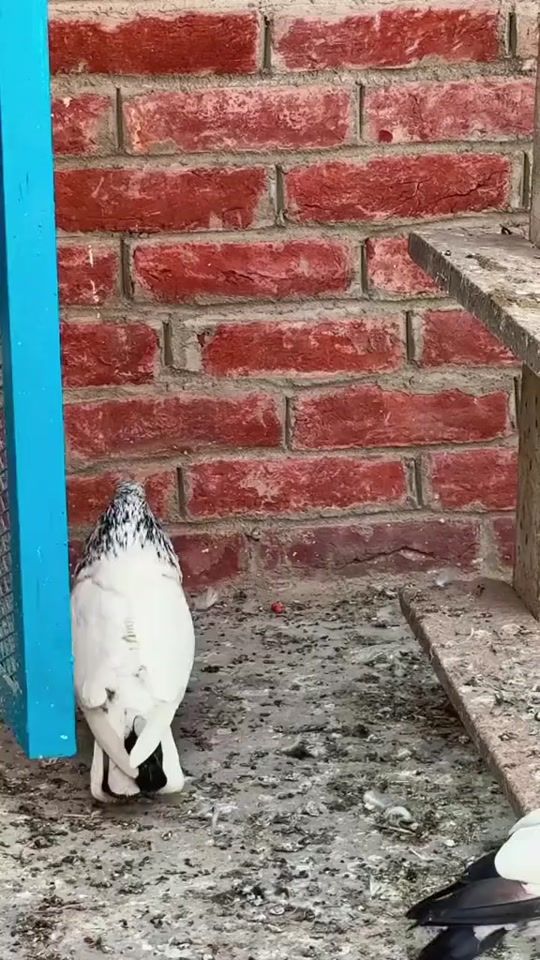 TikTok video thumbnail by ranjha_da_shoq