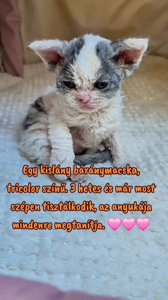 TikTok video thumbnail by bluesapphirecats_tiktok